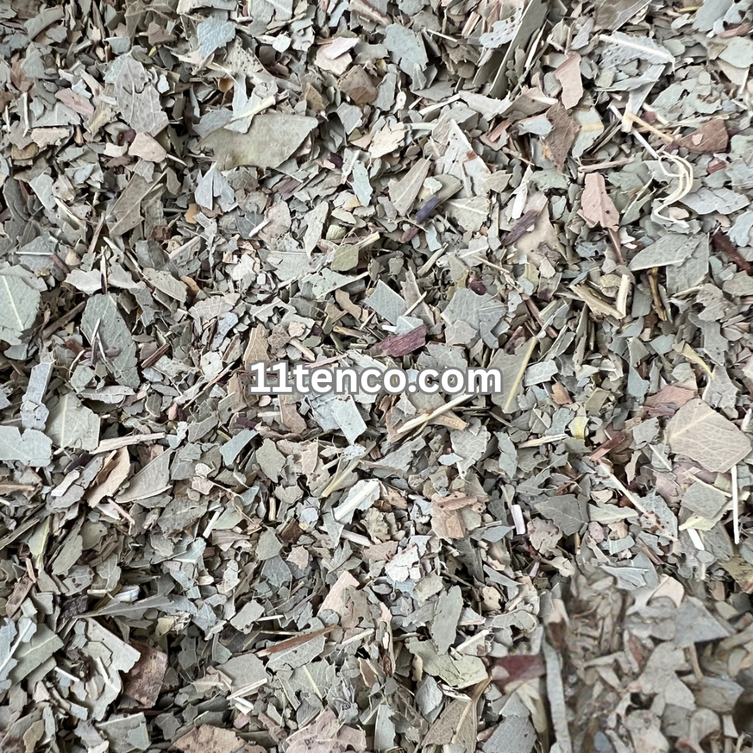 Eucalyptus (Eucalyptus globulus)
